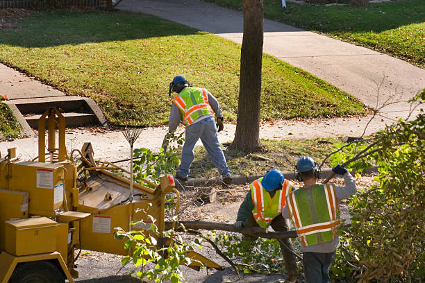 Best Root Management and Removal  in Brooklyn Heights, OH